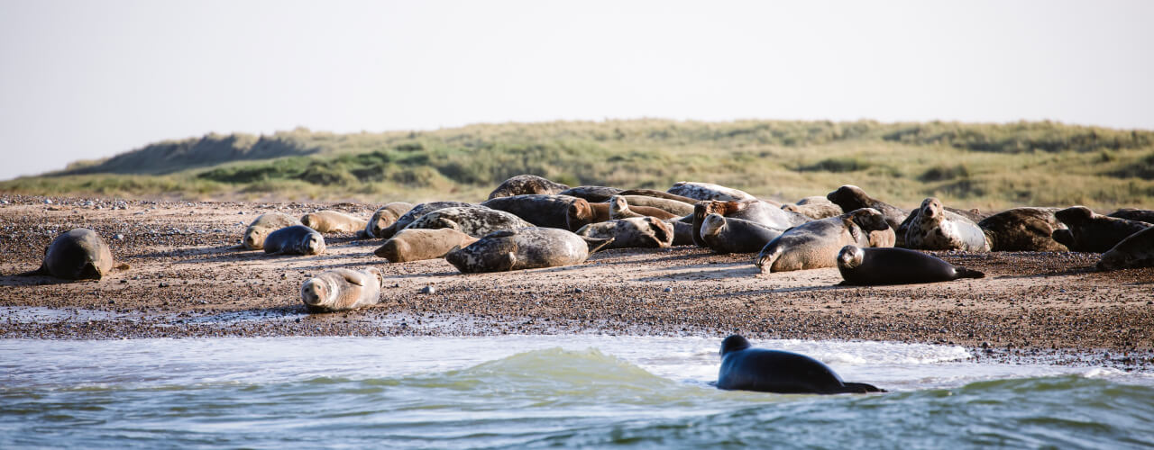 Seal colony at Blakeney Point in Norfolk